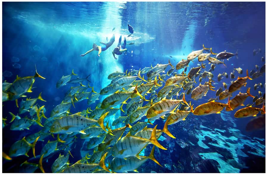 Dubai: The Lost Chambers Aquarium Snorkeling Experience - The briefing sets the tone
