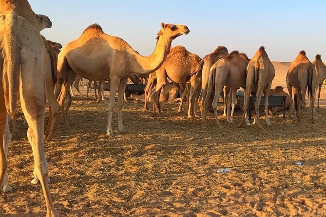 Evening Desert Safari Abu Dhabi with Hot BBQ Dinner - The Arabian-style camp after dark
