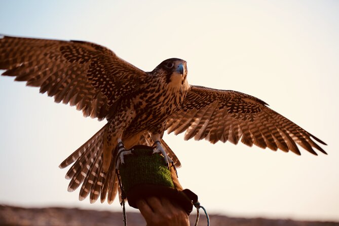 Evening Desert Safari Abu Dhabi with Hot BBQ Dinner - Hot BBQ dinner and live entertainment