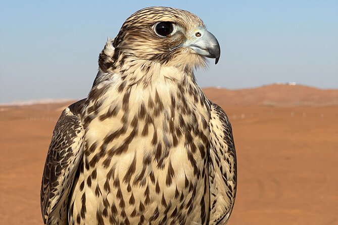 Evening Desert Safari Camel Ride Dinner Live Shows in Abu Dhabi - A short camel ride with traditional touches