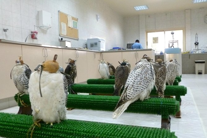 Falcon Hospital Tour Abu Dhabi - Why Abu Dhabi built a hospital for falcons