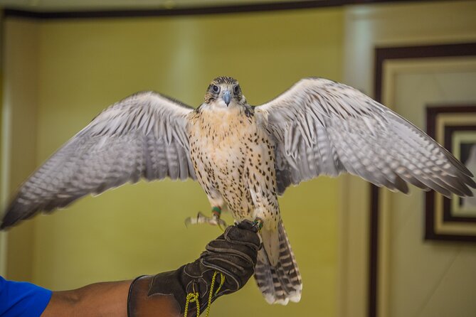 Falcon Hospital Tour Abu Dhabi - The guide can shape the whole visit