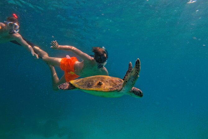 From Abu Dhabi: Snorkeling with turtles in Fujairah with BBQ - Key points to know before booking