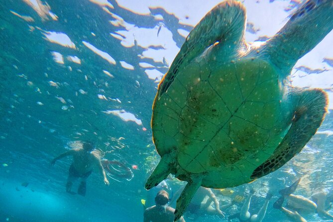 From Abu Dhabi: Snorkeling with Turtles in Fujairah with BBQ - Snoopy Island: your first chance to meet the turtles