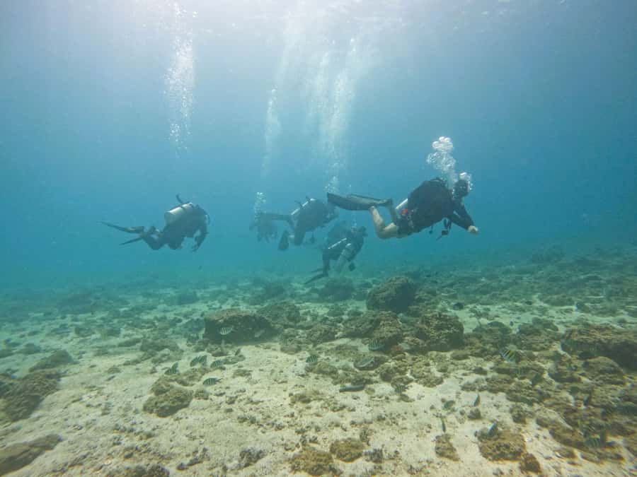 From Dubai: 2 Dives for Certified Divers with BBQ & Transfer - Reef Oasis Diving Center makes the shore break practical
