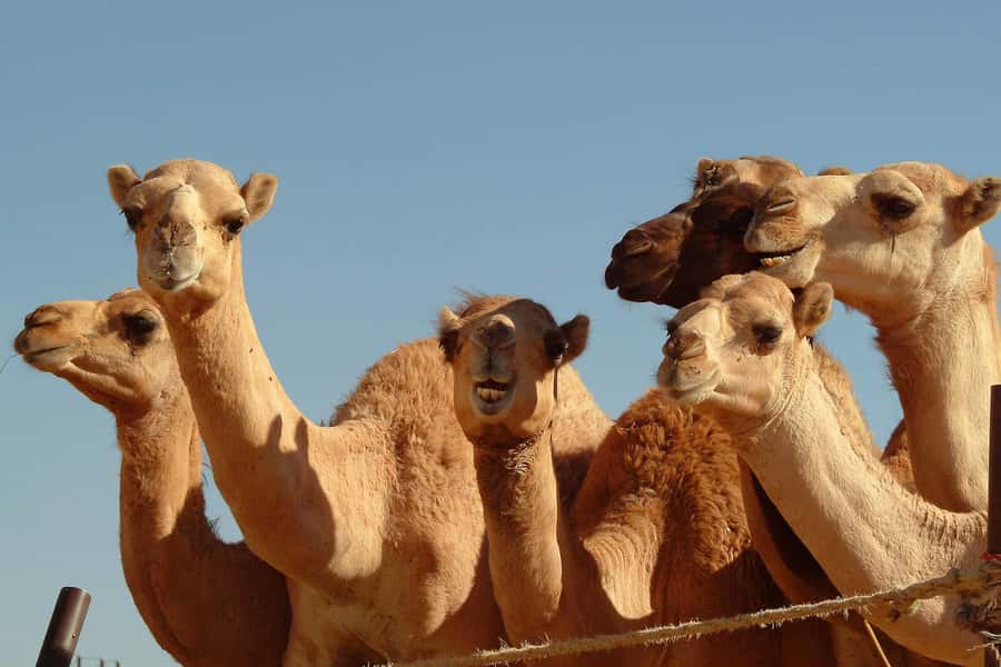From Dubai: Al Ain Garden City Full-Day Sightseeing Tour - Al Jahili Fort and the Empty Quarter
