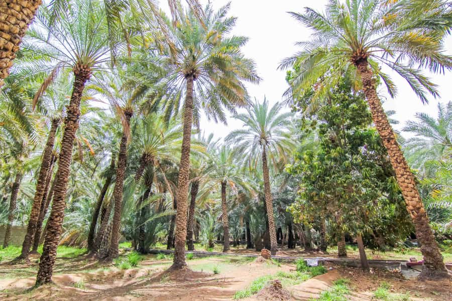 From Dubai: Al Ain Garden City Full-Day Sightseeing Tour - The camel market, with an important warning