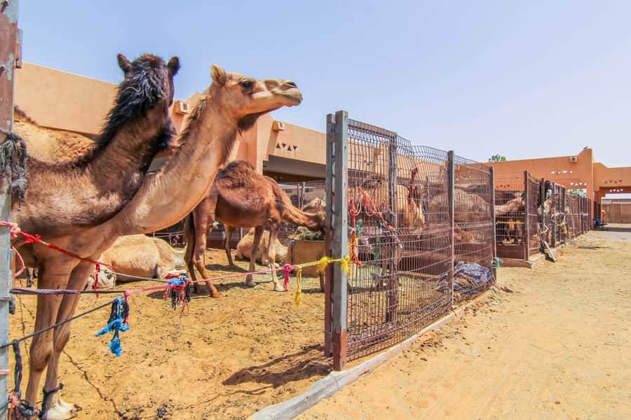 From Dubai: Al Ain Garden City Full-Day Sightseeing Tour - Guides, group size, and the human side of the day