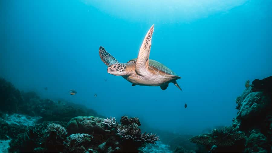 From Dubai: Discovery Scuba Diving & Snorkeling In Fujairah - From Dubai to Dibba, the day begins on the road