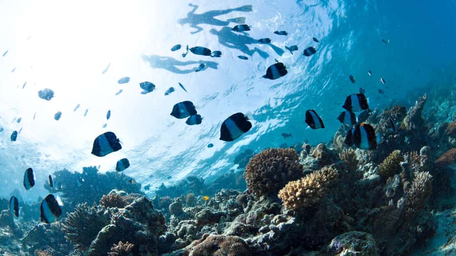 From Dubai: Discovery Scuba Diving & Snorkeling In Fujairah - Your first underwater session at 10 meters