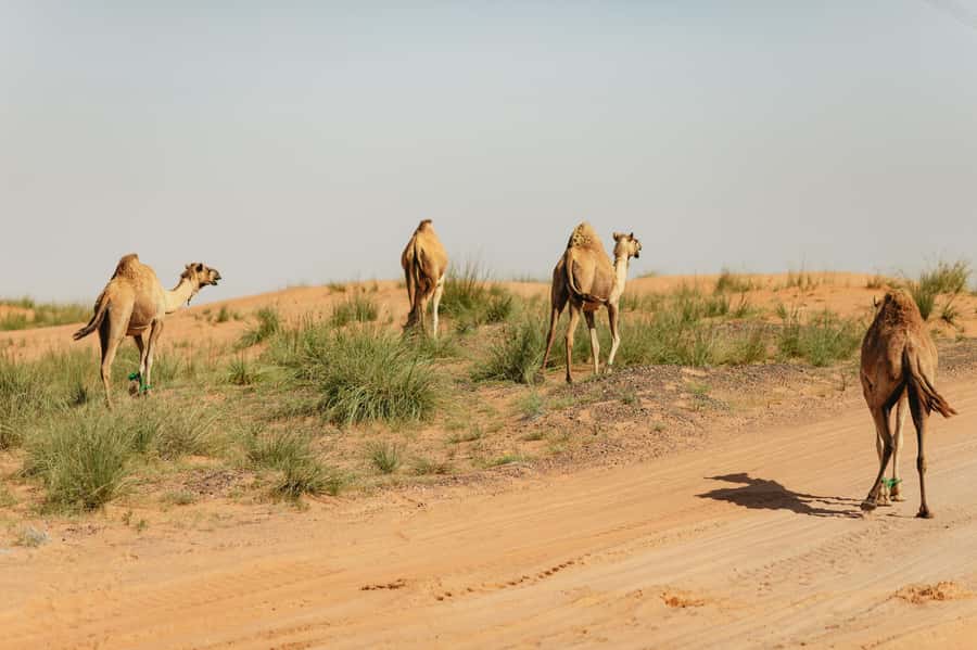 From Dubai: Fujairah East Coast Tour - Guides, vehicles, and the value of a private group