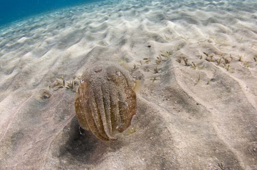 From Dubai: Fujairah Half-Day Scuba Dive and Snorkeling - Reef life and the snorkeling session