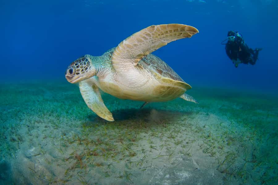 From Dubai: Fujairah Half-Day Scuba Dive and Snorkeling - Food, drinks, and the $157 price