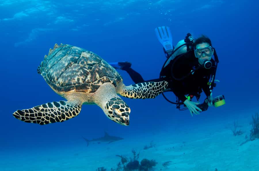 From Dubai: Fujairah Scuba Dive and Snorkeling - From Dubai to Fujairah, a long morning on the road