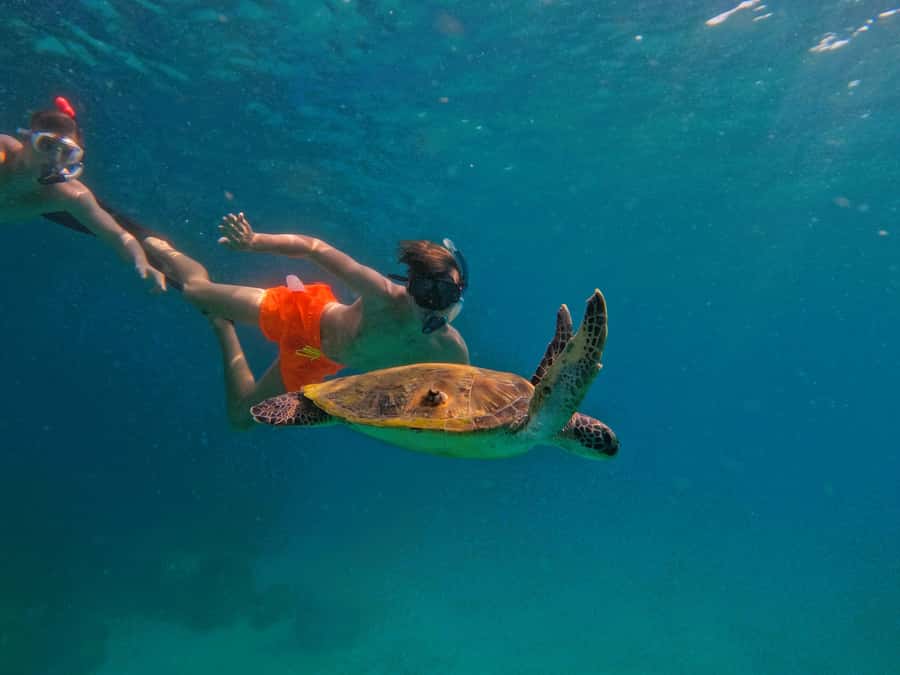 From Dubai: Fujairah Snorkeling with Turtles, Transfer & BBQ - Snoopy Island: the first look below the surface