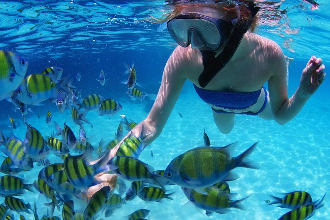 From Dubai: Snorkeling trip in Fujairah - The snorkeling stop and marine life