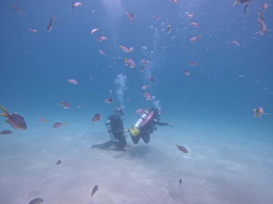 From Dubai: Try Scuba Diving, Snorkeling with BBQ & Transfer - From Dubai to Fujairah before breakfast