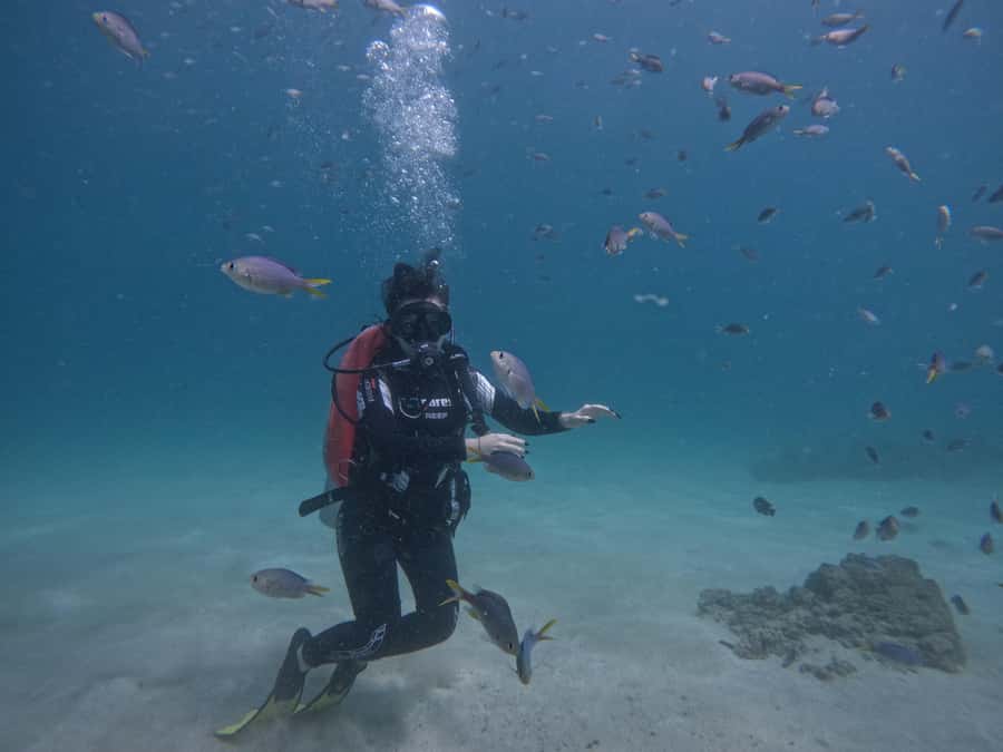 From Dubai: Try Scuba Diving, Snorkeling with BBQ & Transfer - Snorkeling among fish and possible turtles