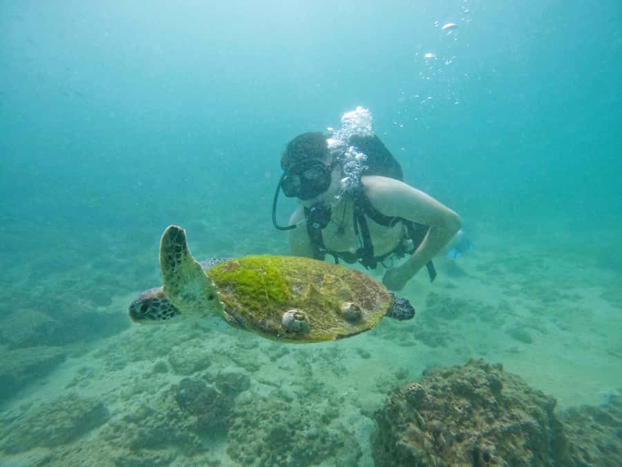 From Dubai: Try Scuba Diving, Snorkeling with BBQ & Transfer - BBQ lunch at Reef Oasis Dive Club