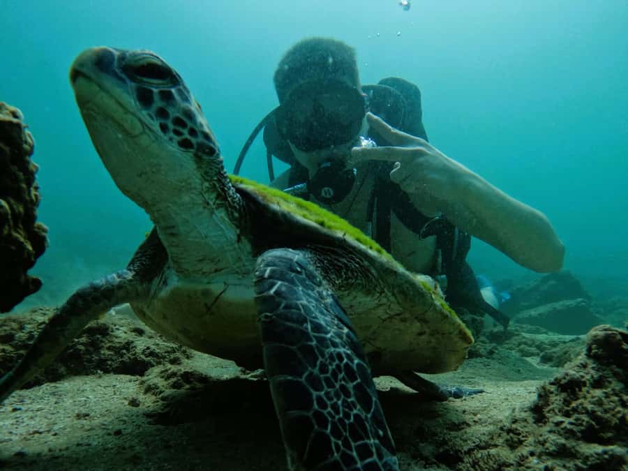From Dubai: Try Scuba Diving, Snorkeling with BBQ & Transfer - Three short sights on the road home