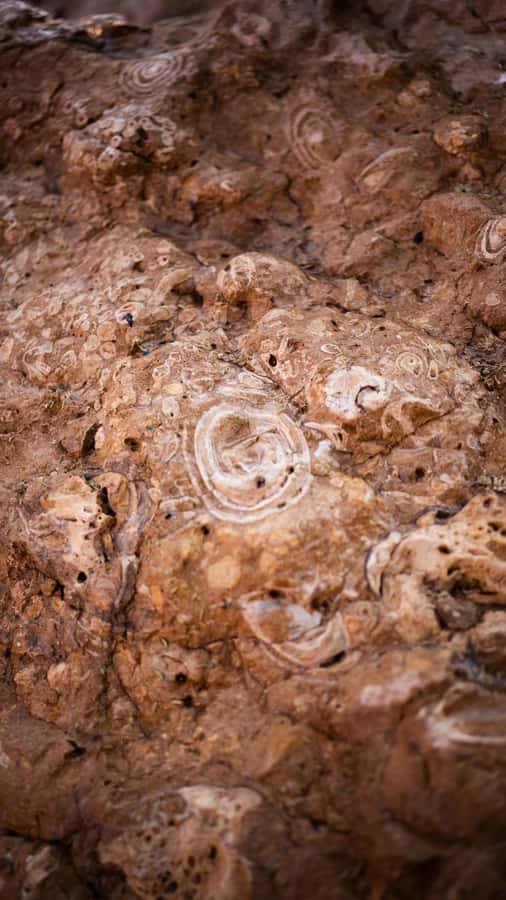 From Dubai: Zerzura Dune Buggy Experience & Fossil Discovery - Fossil Rock: worthwhile context, short on-site time
