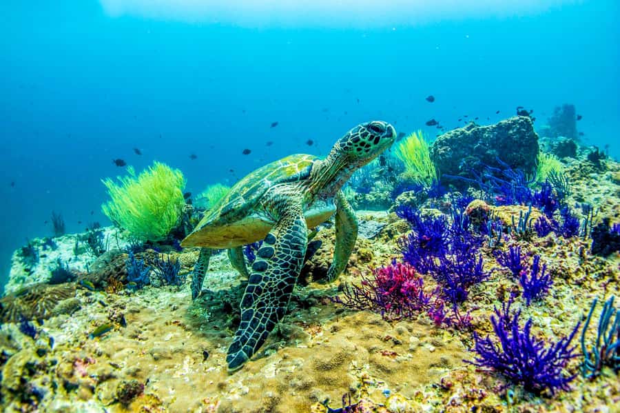 Fujairah: 2 Fun Dive Experience for Certified Divers - Artificial Reef Inchcape 1 and the second location