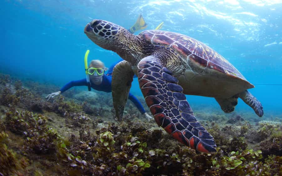 Fujairah: Snorkeling and Watersports at Snoopy Island - Snorkeling around the island