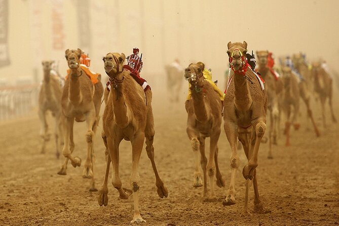 Full Day Al Ain tour with Lunch from Dubai - Why Al Ain makes a good day away from Dubai