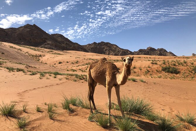 Journey to the Heart of the Emirates - The guides are a major part of the value
