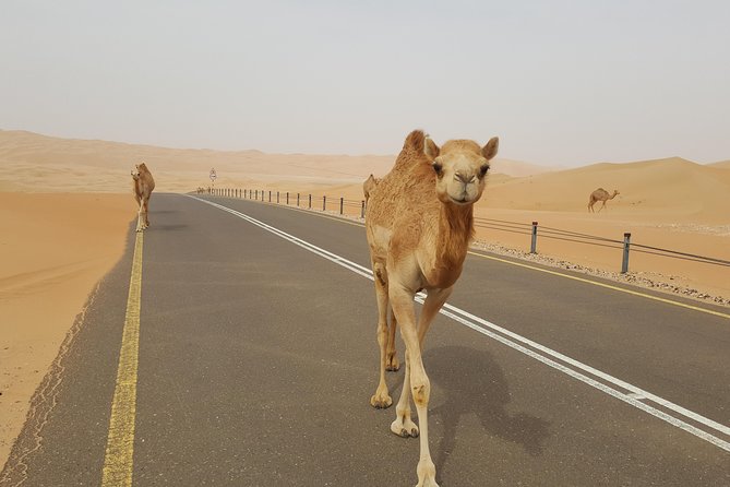 Liwa Oasis Desert Drive from Abu Dhabi - What the private 4x4 arrangement means