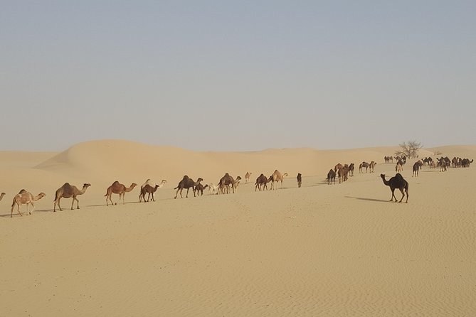 Liwa Oasis Desert Drive from Abu Dhabi - Is $350 per person good value?