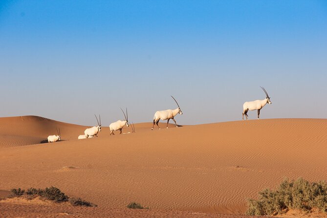 Luxury Desert Safari with Michelin-Curated Fine Dining Experience - A gentler way to meet the Dubai desert