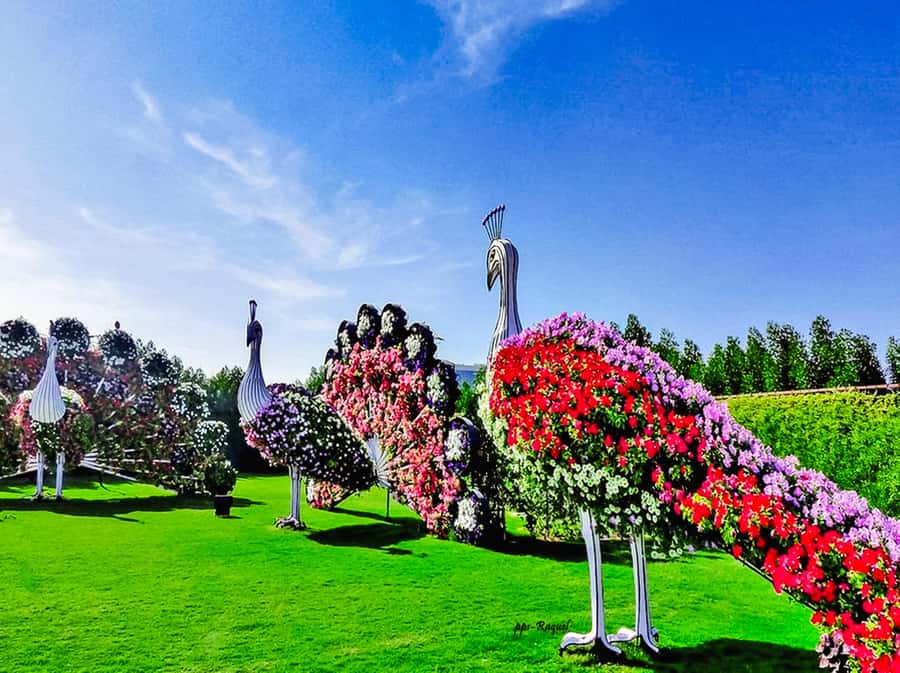 Miracle Flora & Fauna Marvels at Miracle Garden - How the four-hour schedule really works
