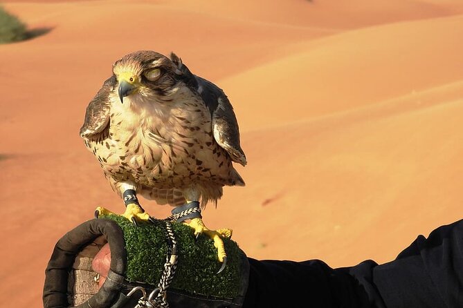 Morning Desert Safari - Camp Refreshments and a Short Cultural Pause