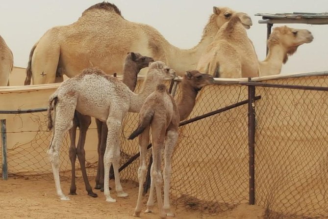 Morning Desert Safari with Camel Ride and Sandboarding - Why an early start works so well