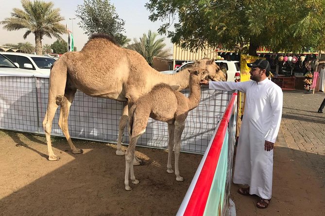 Morning Dubai Desert Safari with Sand boarding and Camel Ride - Quad Bikes and Dune Buggies Cost Extra