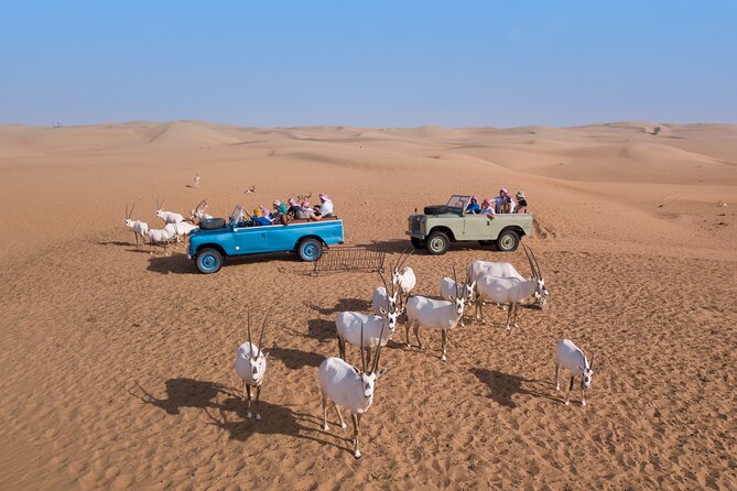 Morning Falconry & Nature Desert Safari with Transfers from Dubai - How the timing shapes the experience