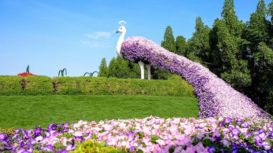 Private Dubai Frame & Miracle Garden Trip with Transfer - Why This Pairing Works in One Dubai Day
