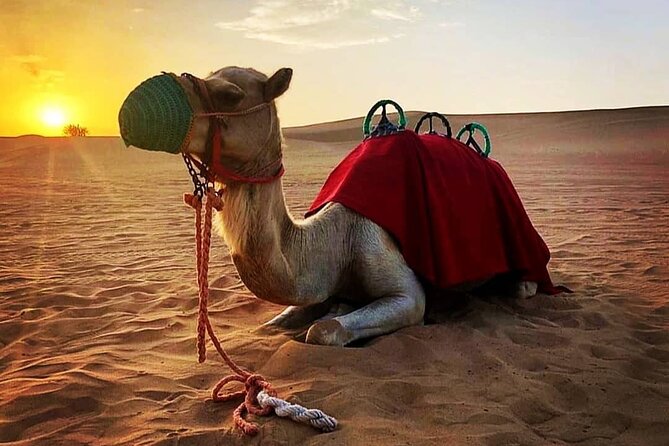 Private Morning Desert Safari: Camel Ride, Sandboarding Adventure - Sandboarding without a long lesson