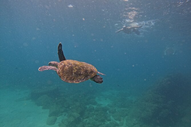 Private Snorkeling with turtles with BBQ food - Key points at a glance