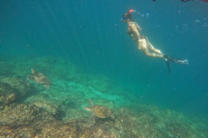 Private Snorkeling with turtles with BBQ food - Cancellation and booking details to keep in mind