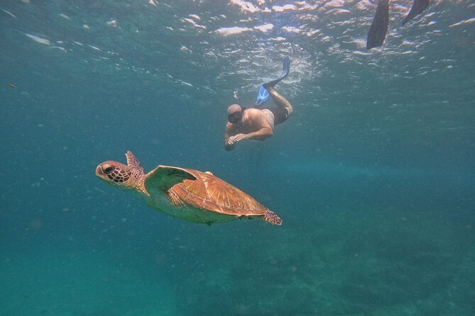 Private Snorkeling with turtles with BBQ food - Snorkeling with turtles in Fujairah