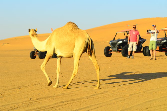 Ras Al Khaimah: Afternoon Desert Safari and BBQ Dinner - Camel rides, henna, and sand boarding at camp