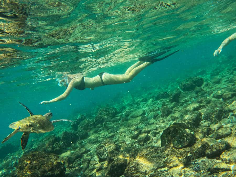 Snorkeling with turtles in Fujairah with BBQ lunch - Should you book this Fujairah turtle snorkeling trip?