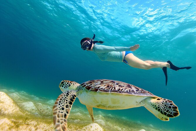 Snorkeling with turtles in Fujairah with BBQ lunch - Snoopy Island and the first look below the surface