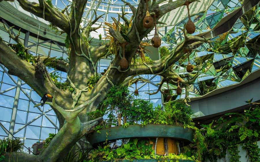 The Green Planet - Dubai's Unique Indoor Rainforest - Key points to know before you go