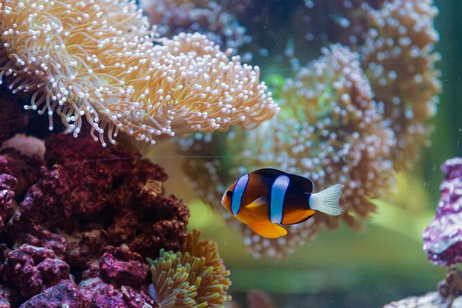 The National Aquarium Abu Dhabi Admission Tickets - Is $35 a fair price?