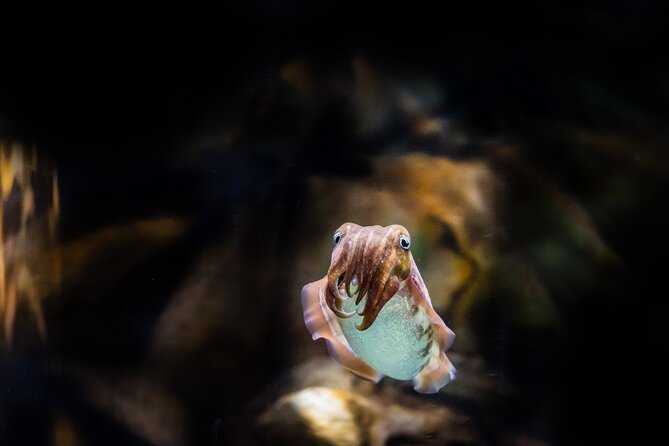 The National Aquarium Abu Dhabi Admission Tickets - Practical planning for your visit